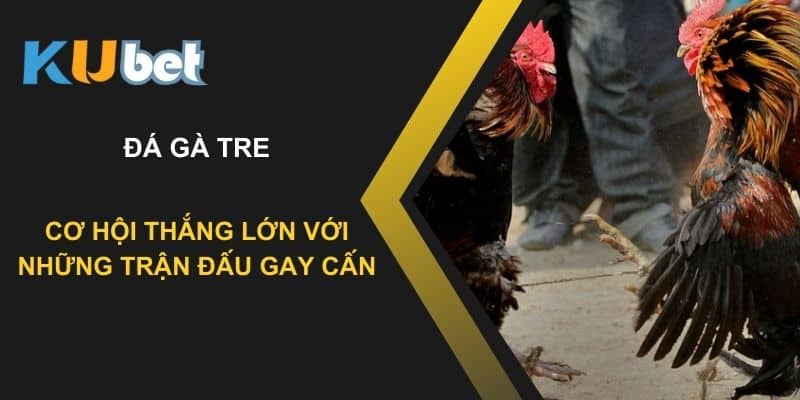 Đá gà tre tại Kubet: Cơ hội thắng lớn với những trận đấu gay cấn