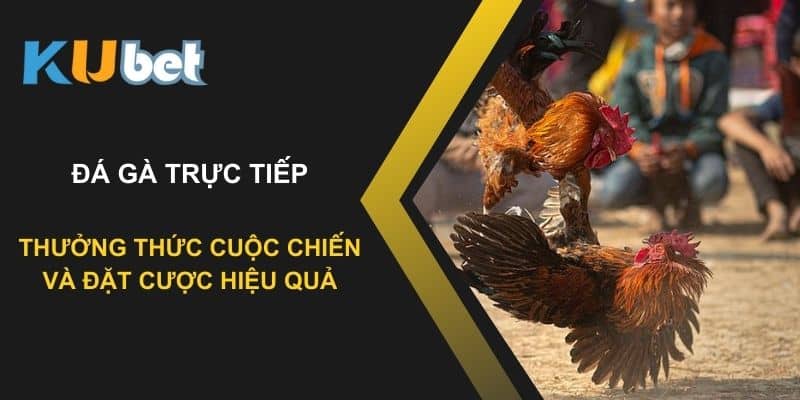 Đá gà trực tiếp tại Kubet: Thưởng thức cuộc chiến và đặt cược hiệu quả