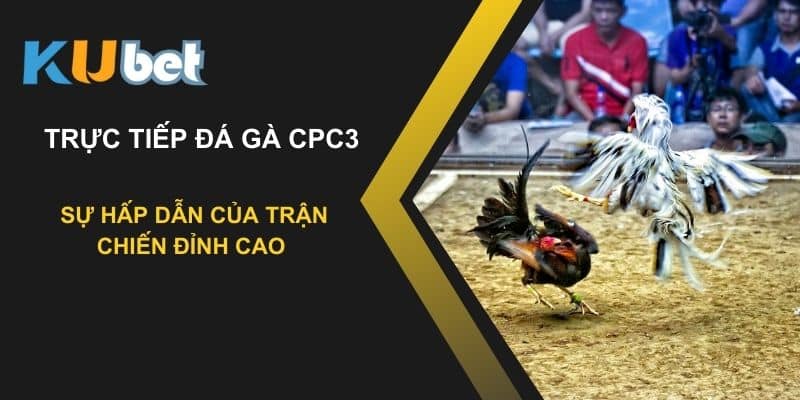 Trực tiếp đá gà CPC3 tại Kubet: Sự hấp dẫn của trận chiến đỉnh cao